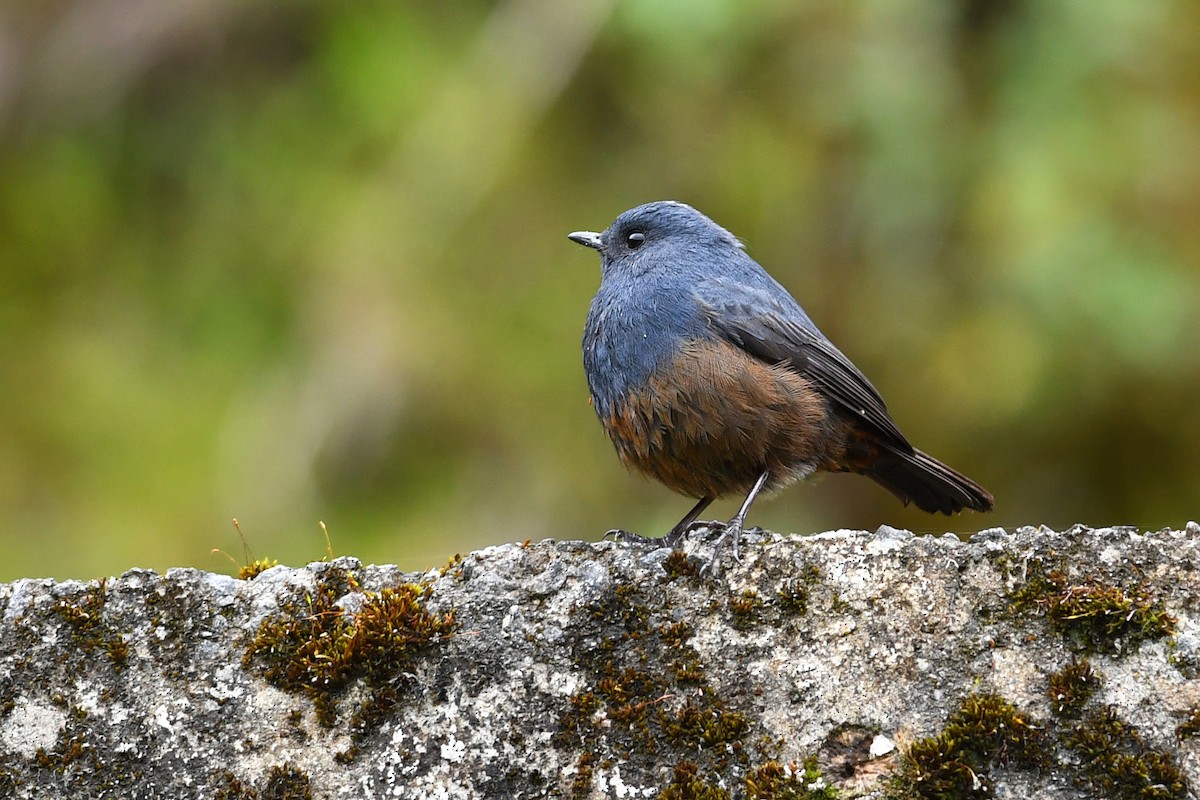 Kesmeli Kızılkuyruk - ML650580951