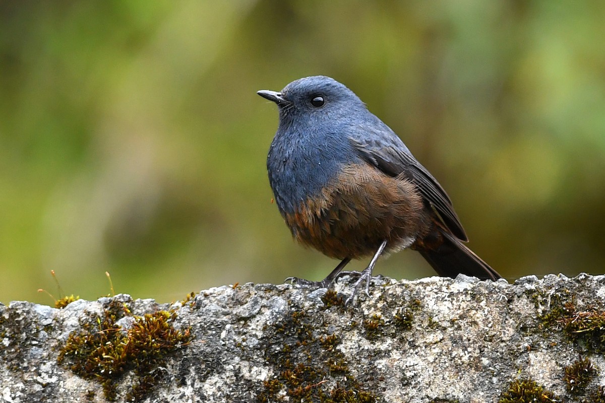 Kesmeli Kızılkuyruk - ML650580952