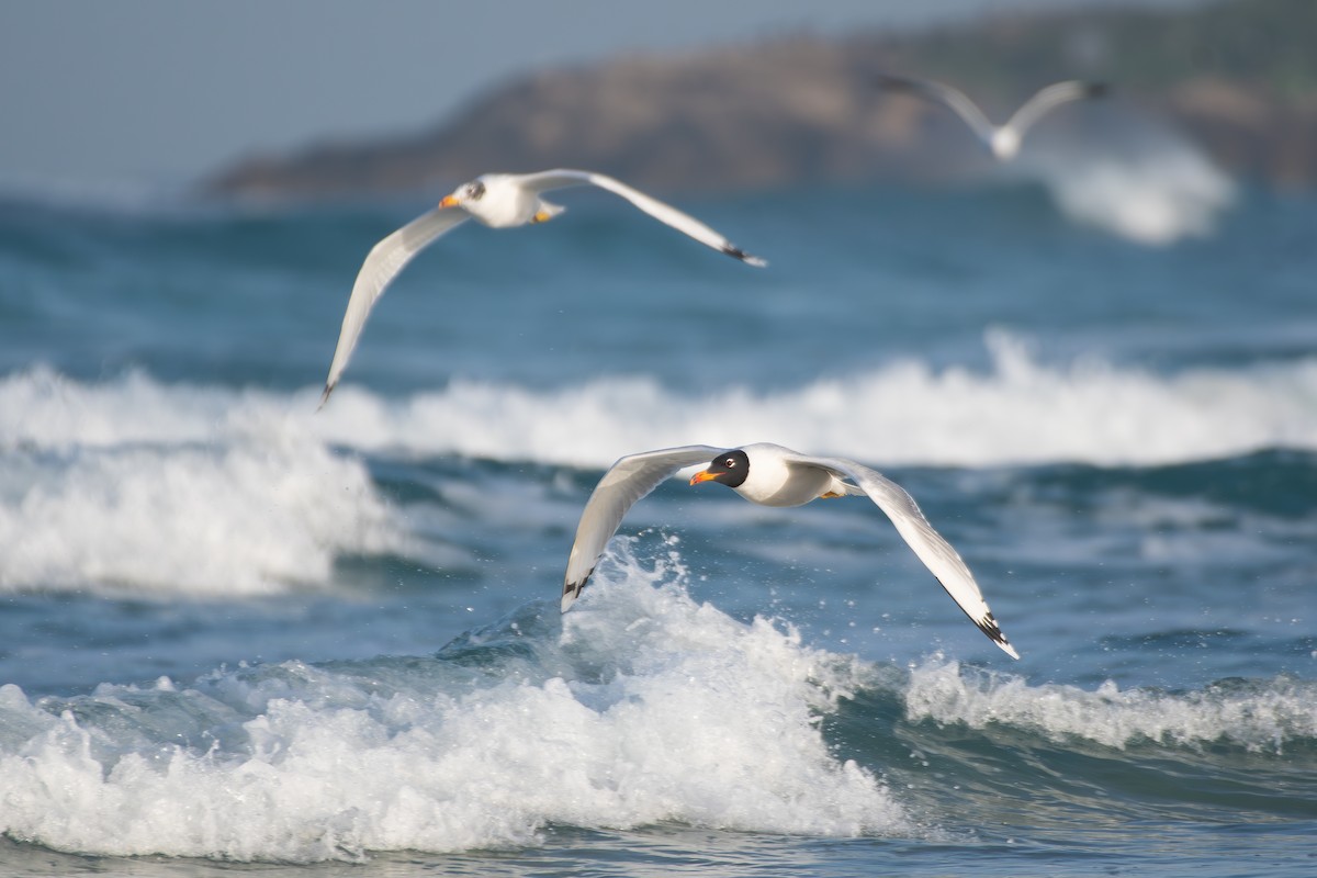 Pallas's Gull - ML650581033