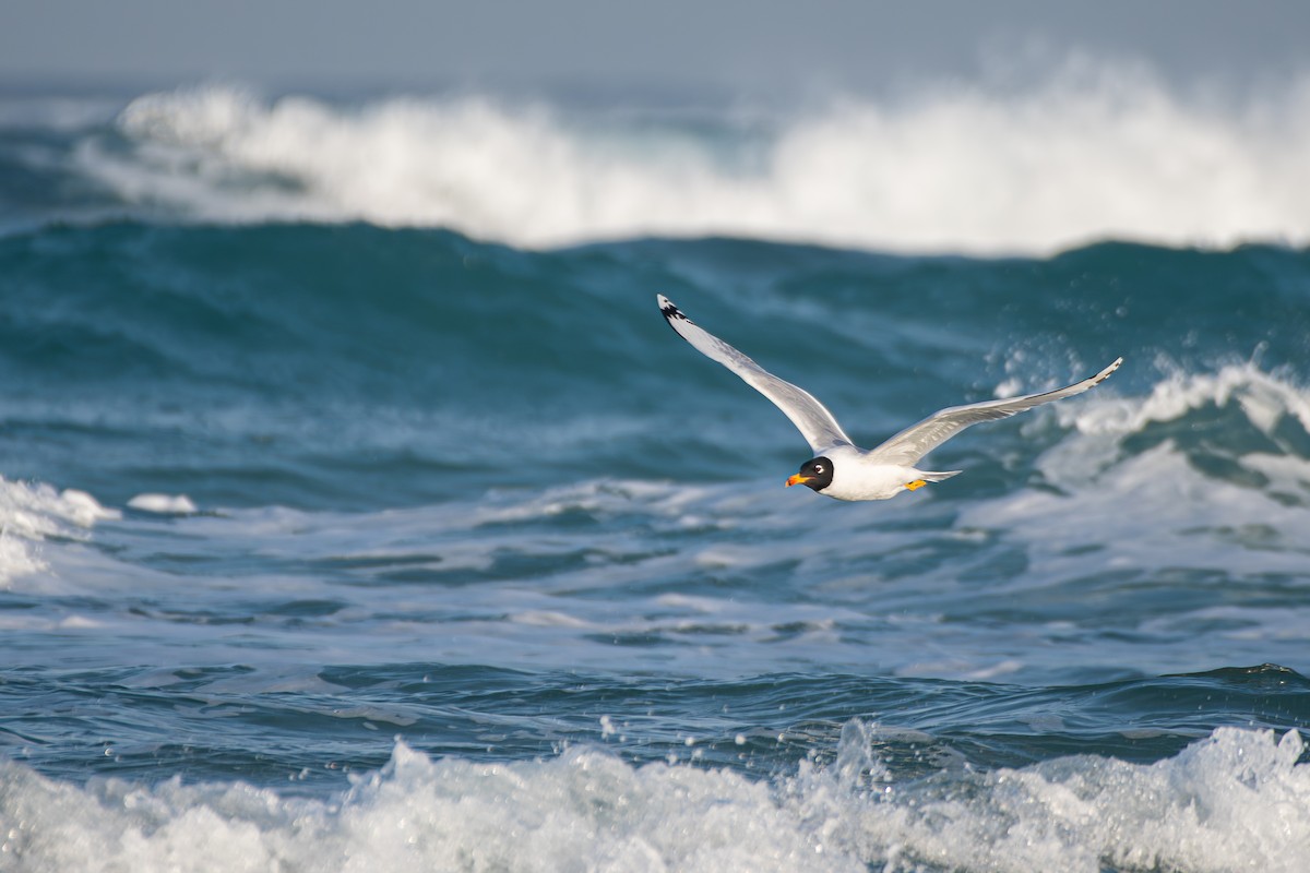 Pallas's Gull - ML650581034