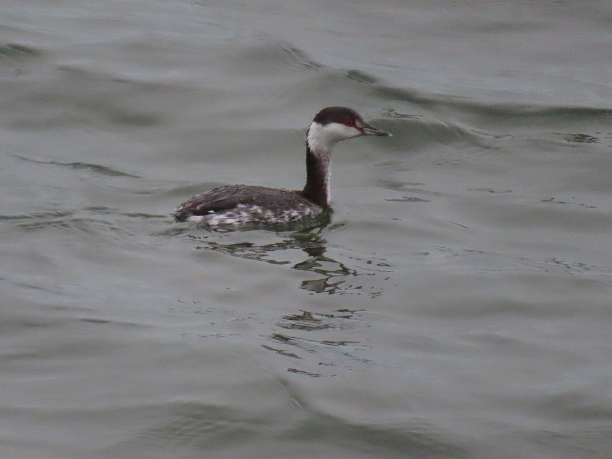 Horned Grebe - ML650581054