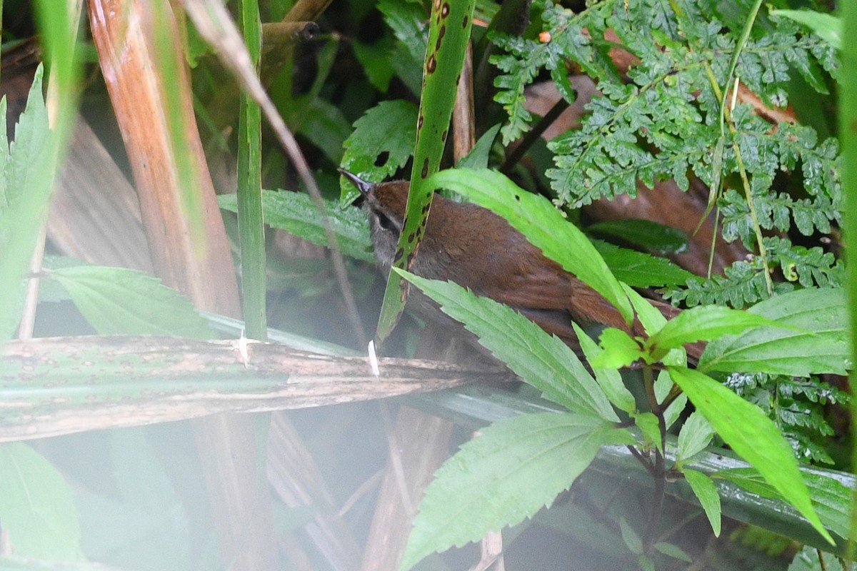 Filipin Çalıbülbülü - ML650581078