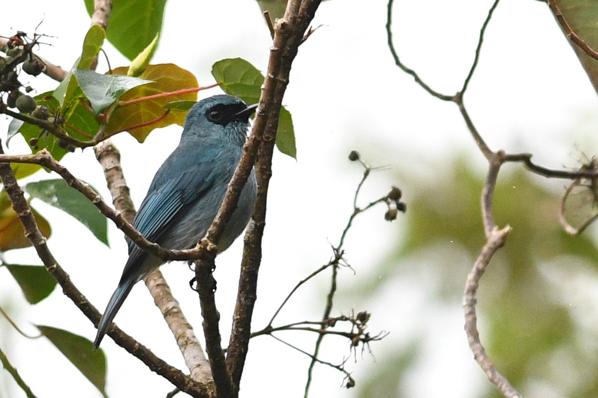 Turkuaz Sinekkapan - ML650581081