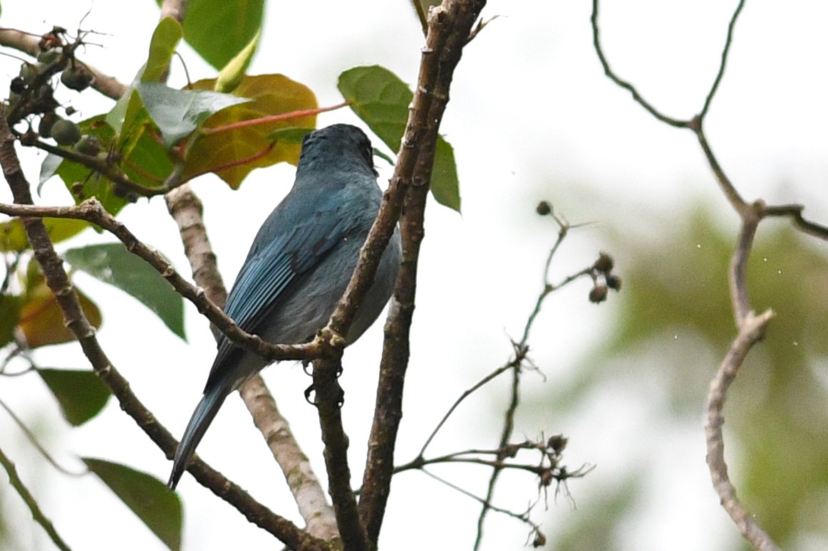 Turkuaz Sinekkapan - ML650581082