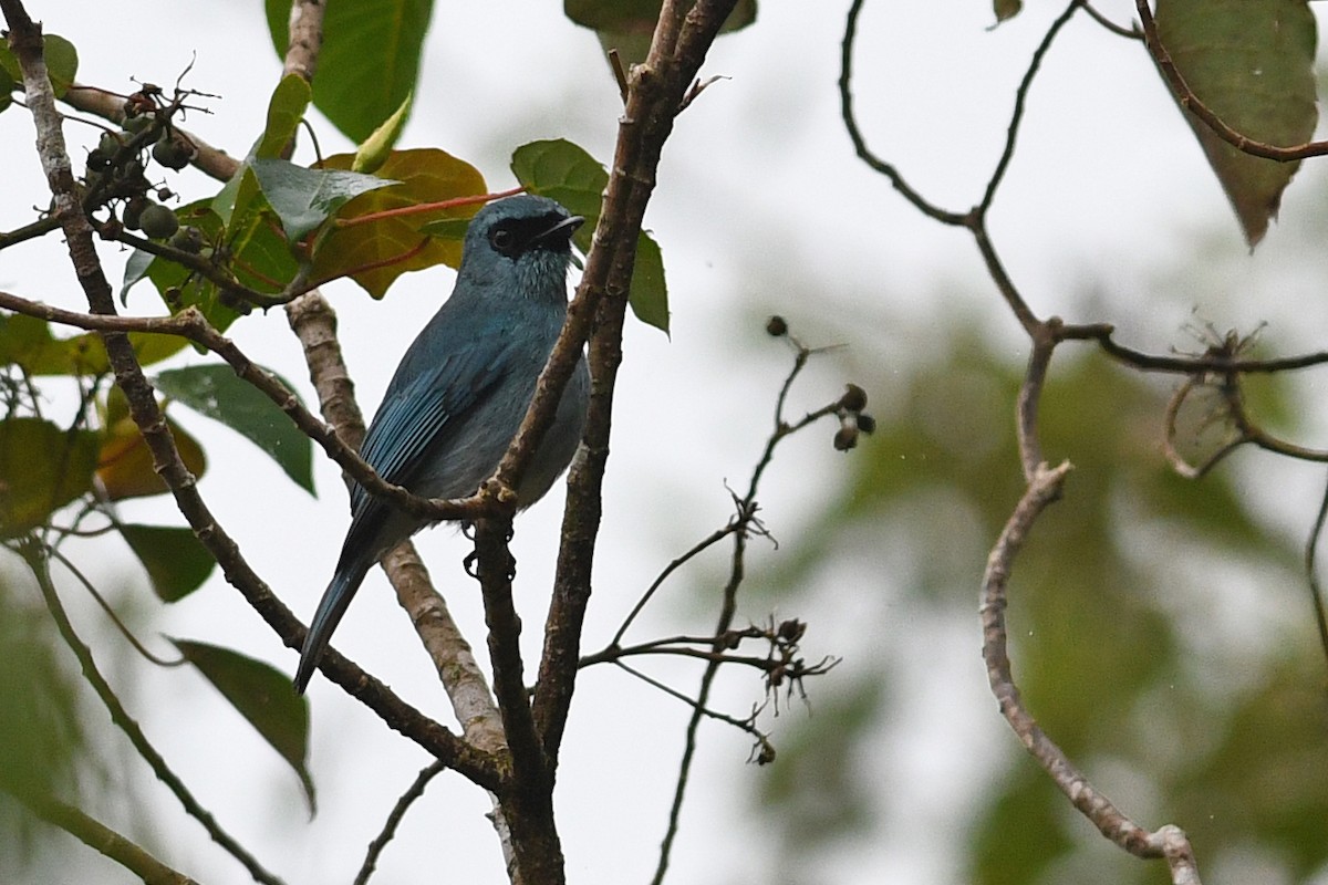 Turkuaz Sinekkapan - ML650581083