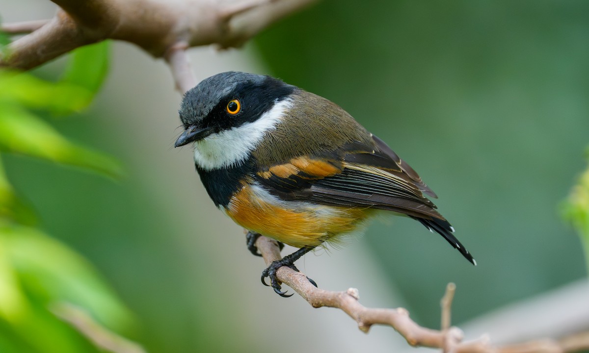 Cape Batis - ML650581084