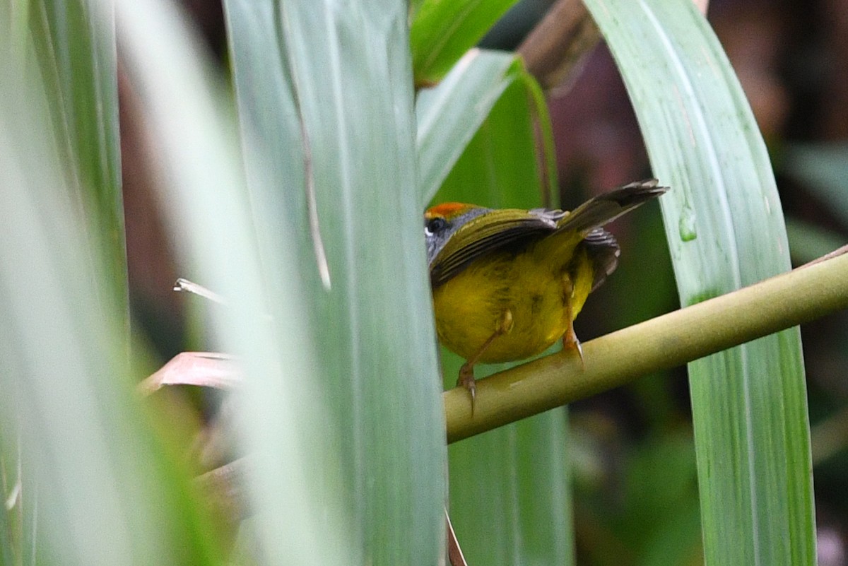 Dağ Terzikuşu - ML650581085