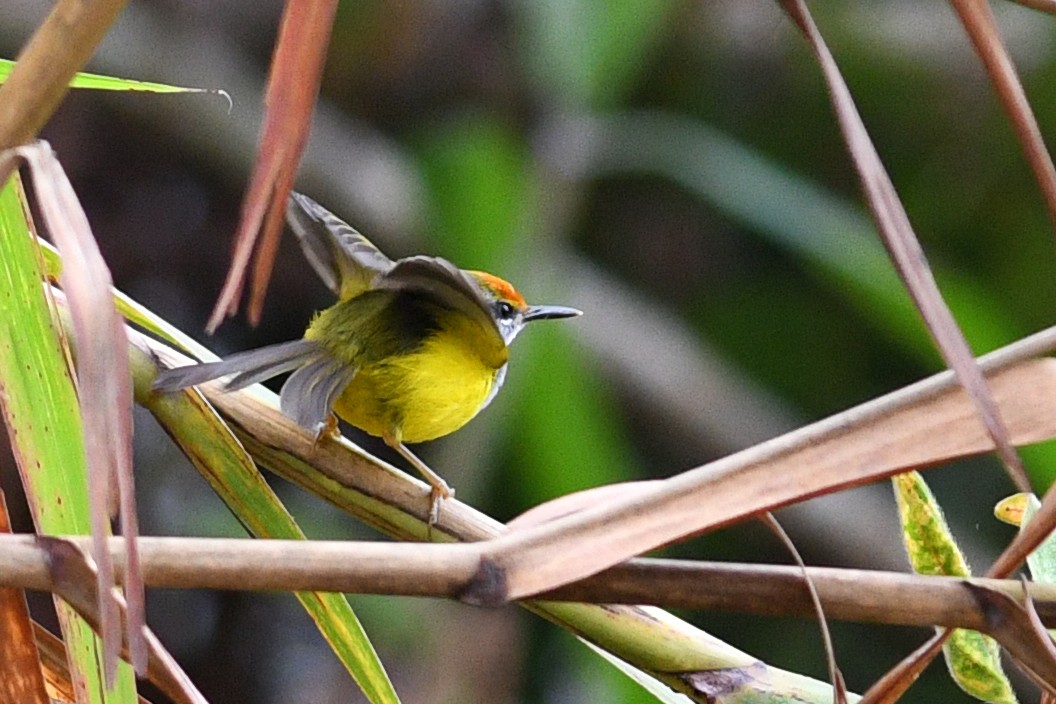 Dağ Terzikuşu - ML650581089