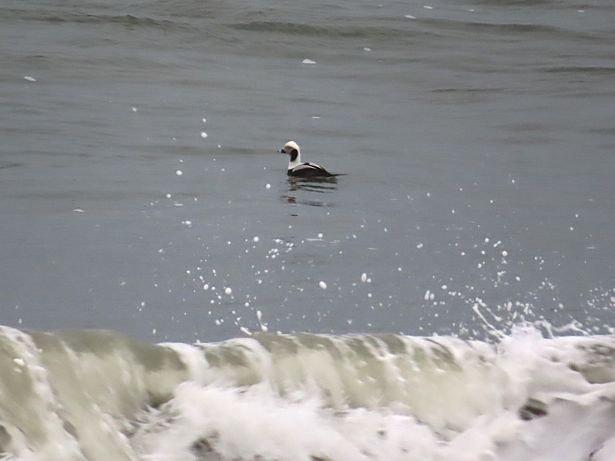 Long-tailed Duck - ML650581165