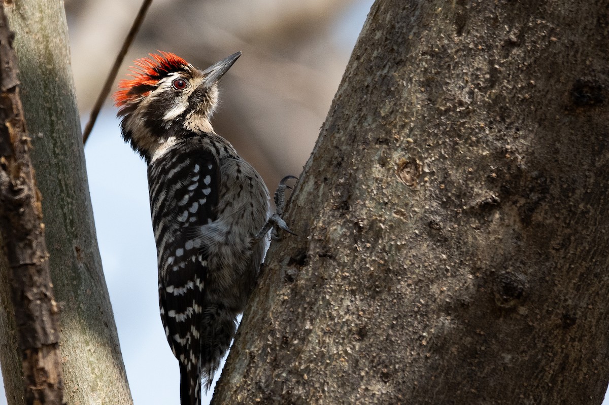 Ladder-backed Woodpecker - ML650581281