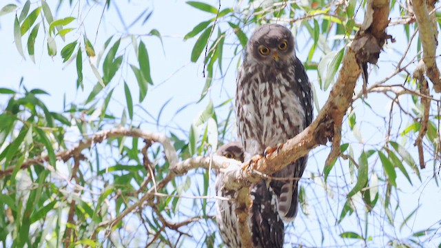 sovka štěkavá - ML650581325