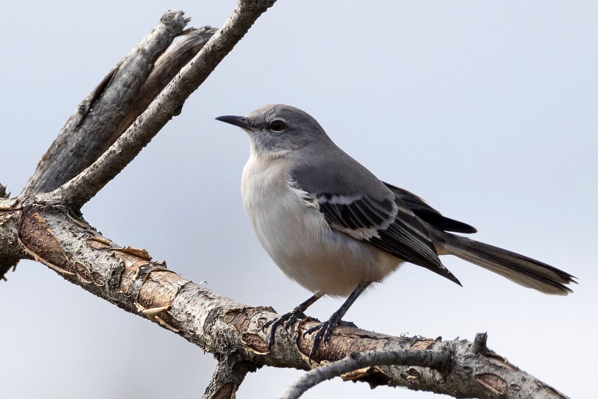 Northern Mockingbird - ML650581427