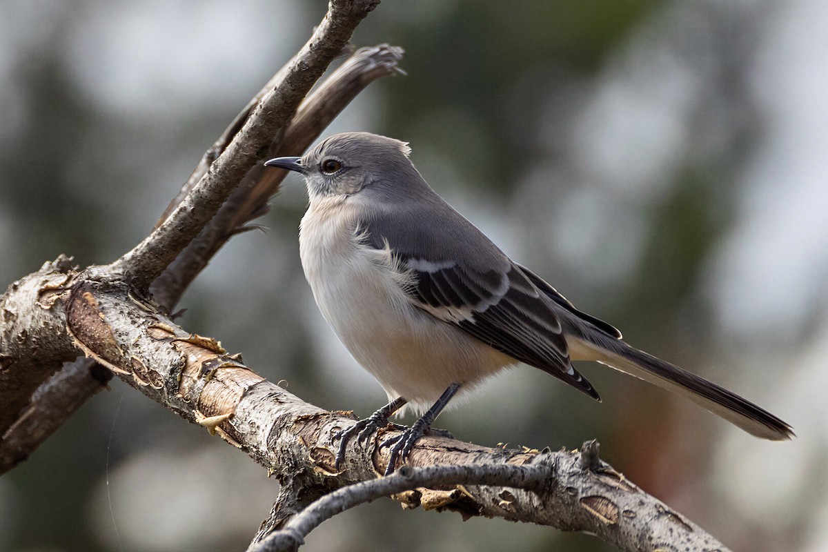 Northern Mockingbird - ML650581629