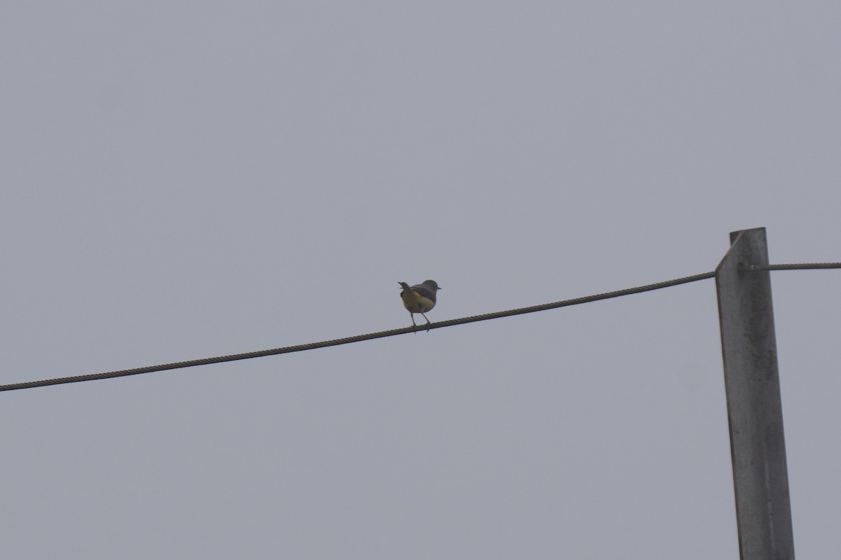 灰鶺鴒 - ML650581808