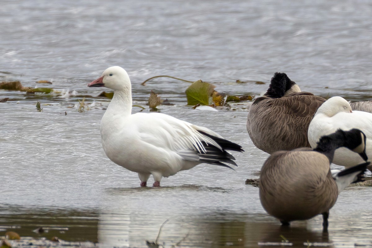 Snow Goose - ML650581896