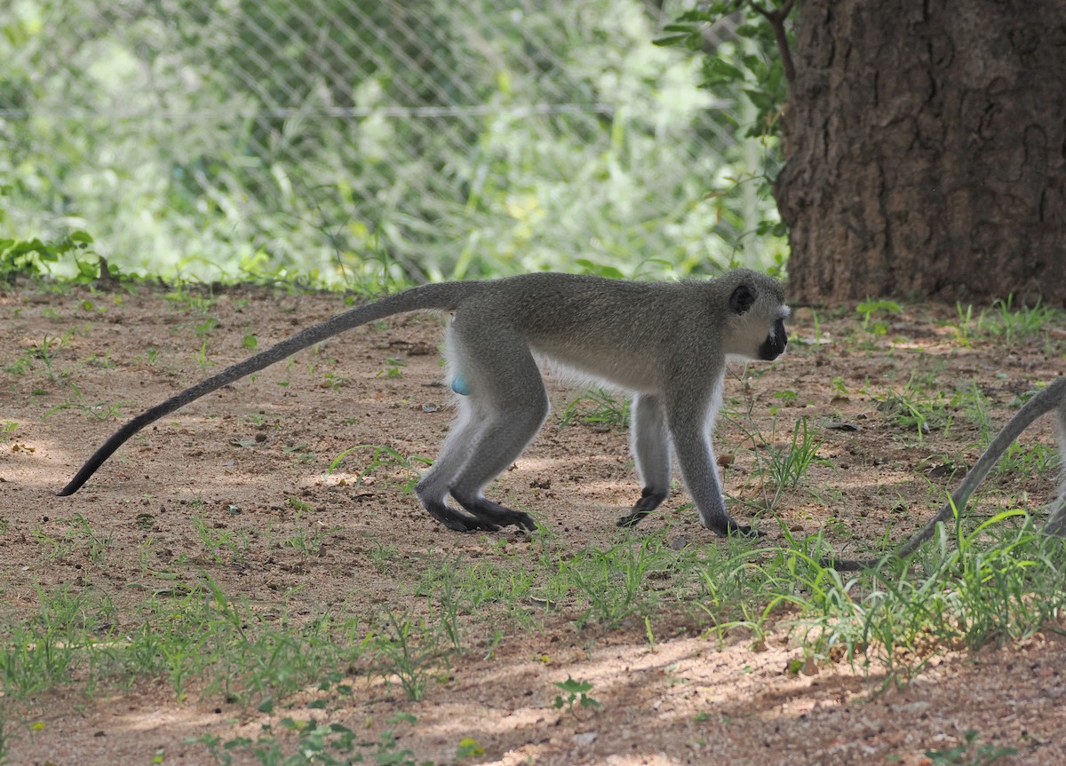Vervet Monkey - ML650581919