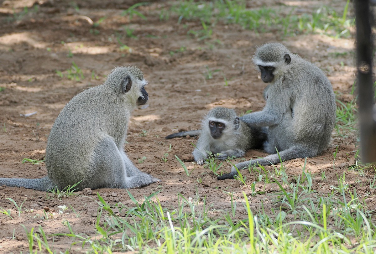 Vervet Monkey - ML650581920