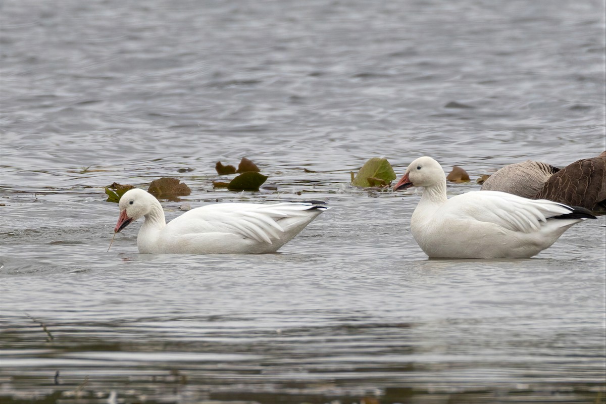 Snow Goose - ML650581990