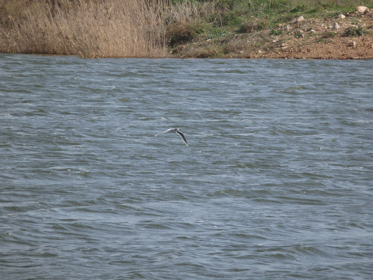 Little Gull - ML650582066