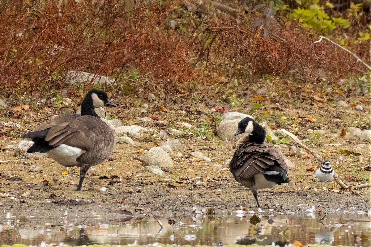 Cackling Goose - ML650582157