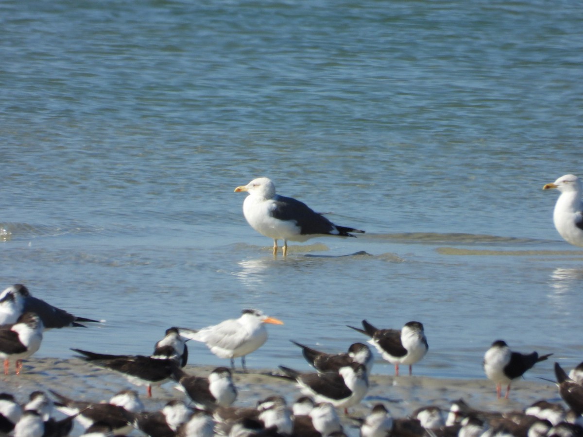 Kara Sırtlı Martı - ML650582175