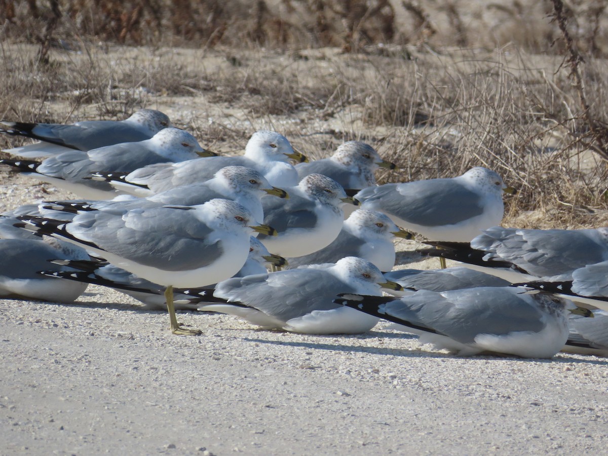 Ring-billed Gull - ML650582193