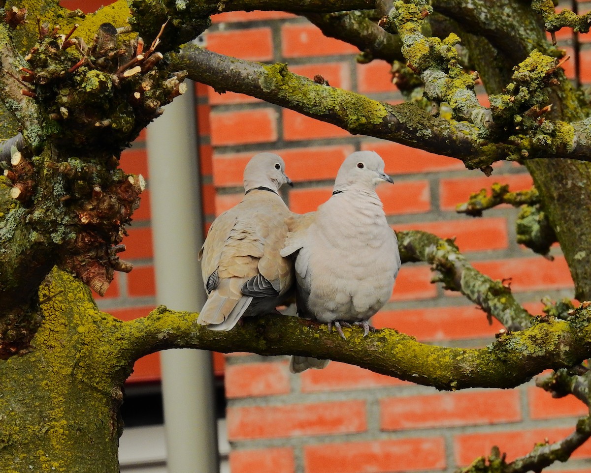 תור צווארון - ML650582232