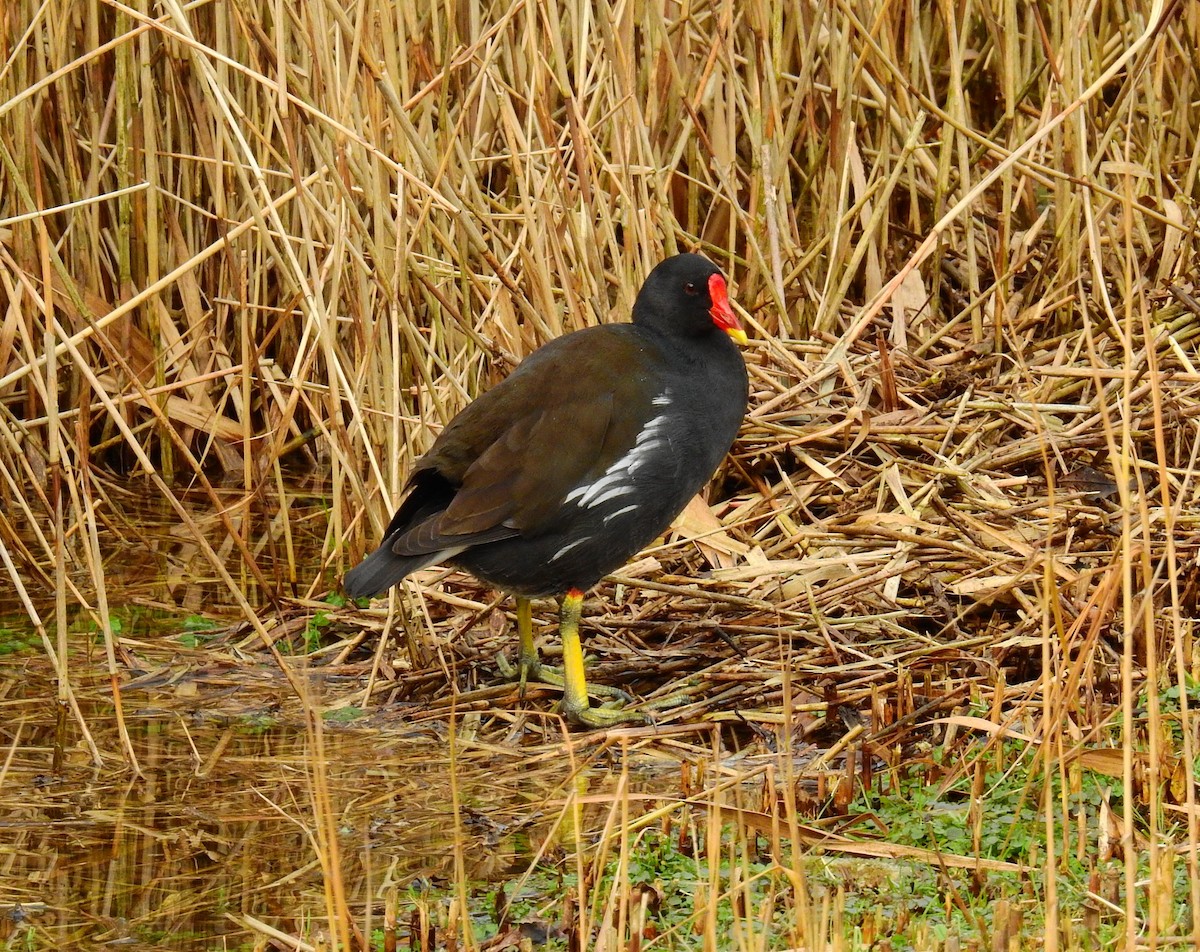 סופית - ML650582234