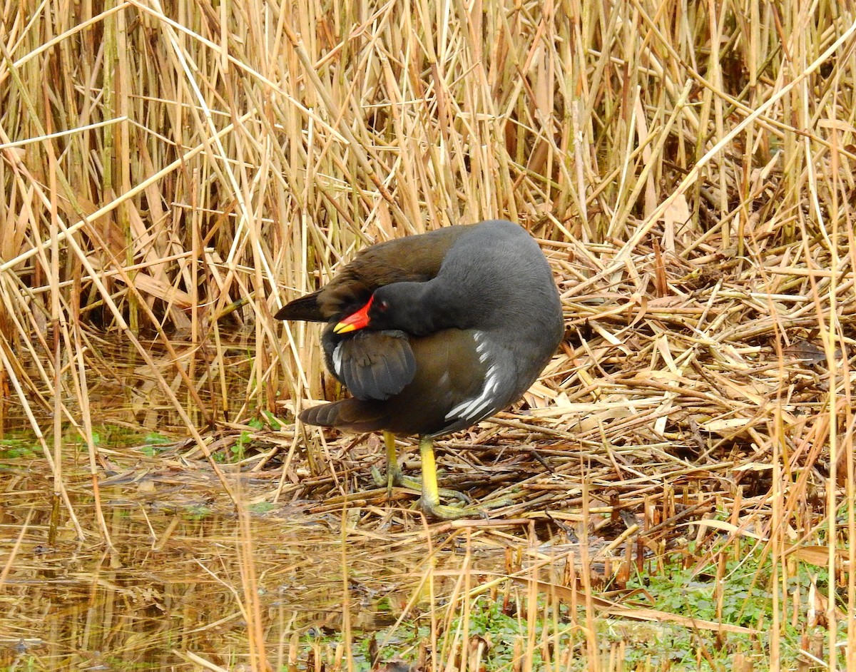 סופית - ML650582235