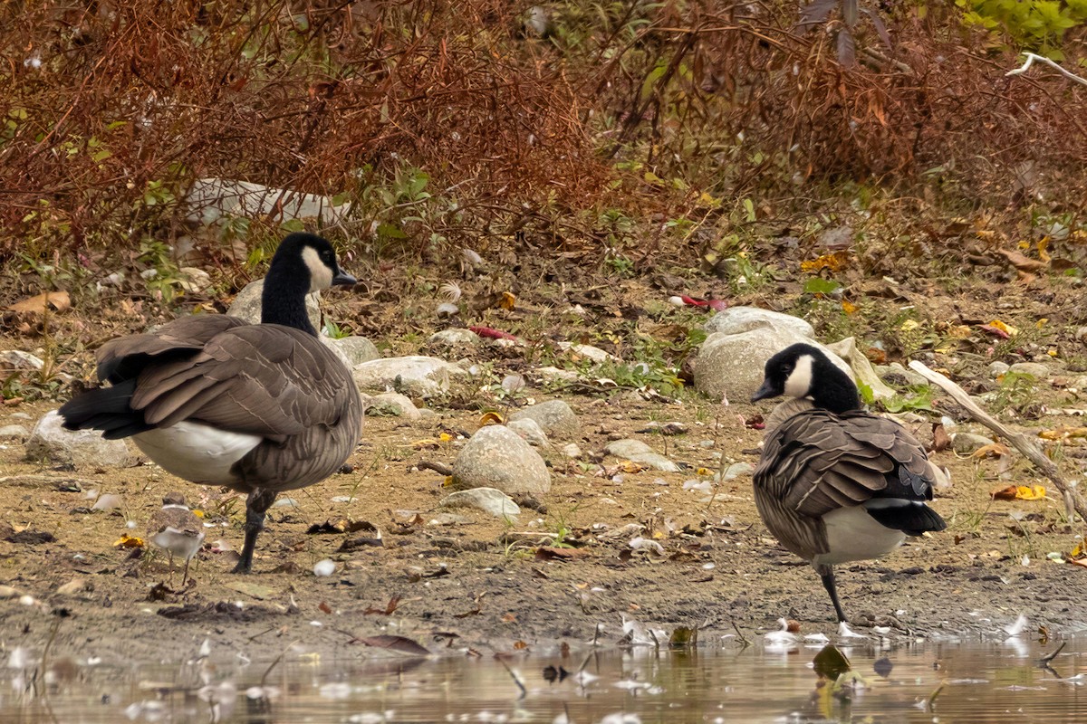 Cackling Goose - ML650582296