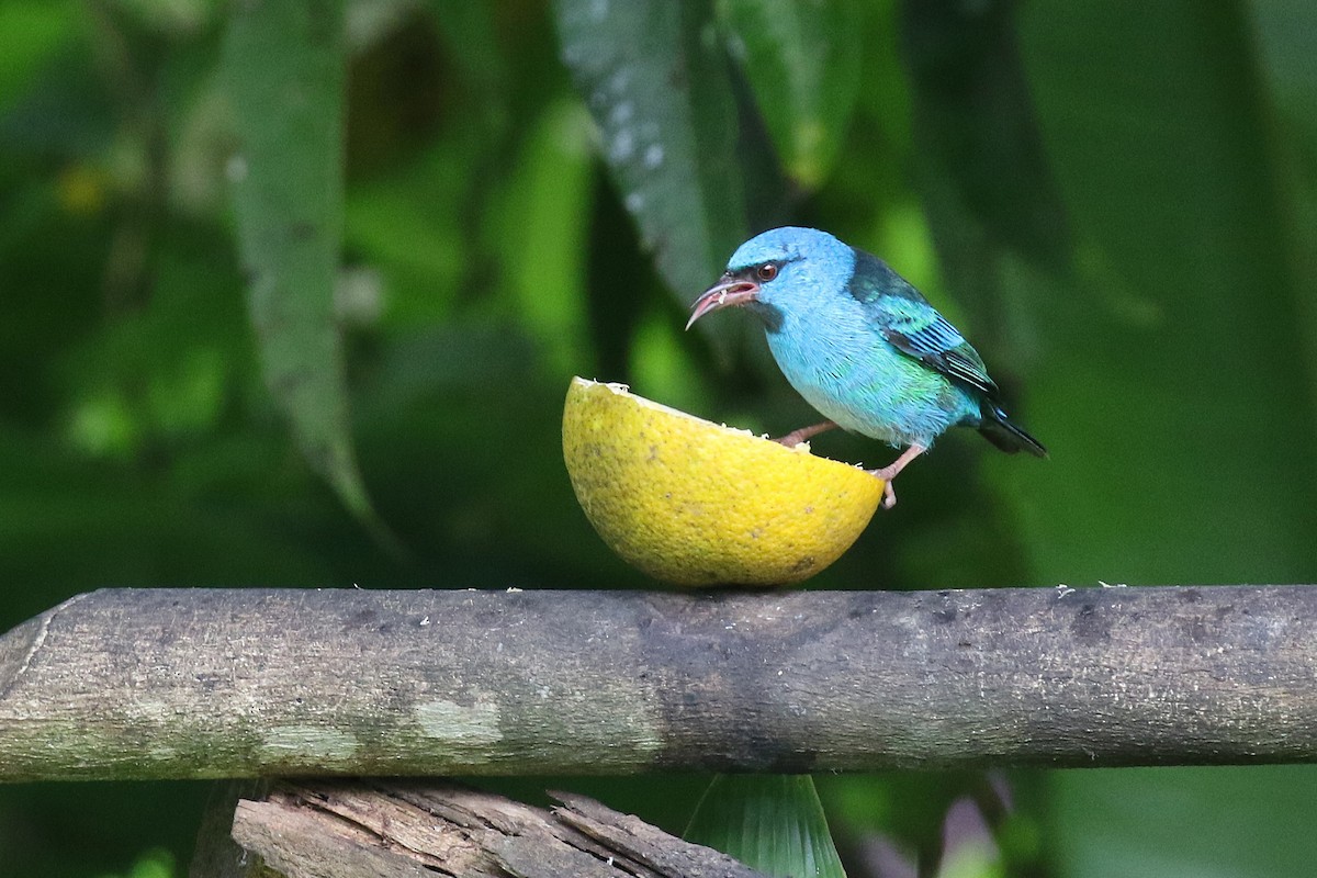 ヒワミツドリ - ML650582459