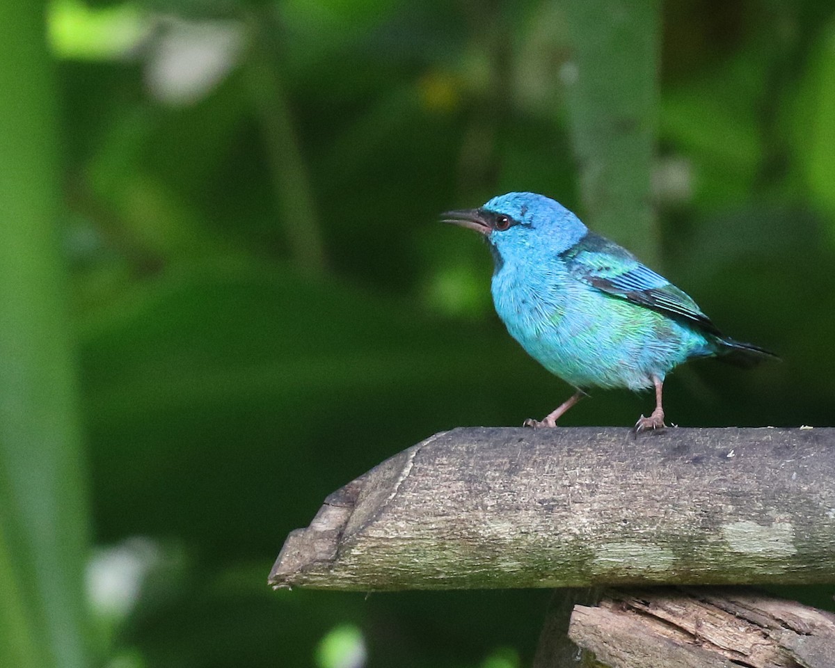 ヒワミツドリ - ML650582465