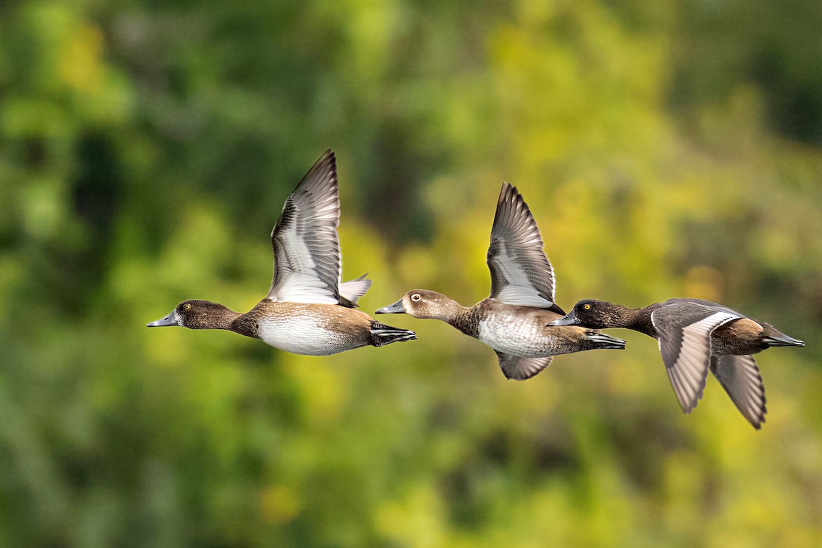 Ring-necked Duck - ML650582477
