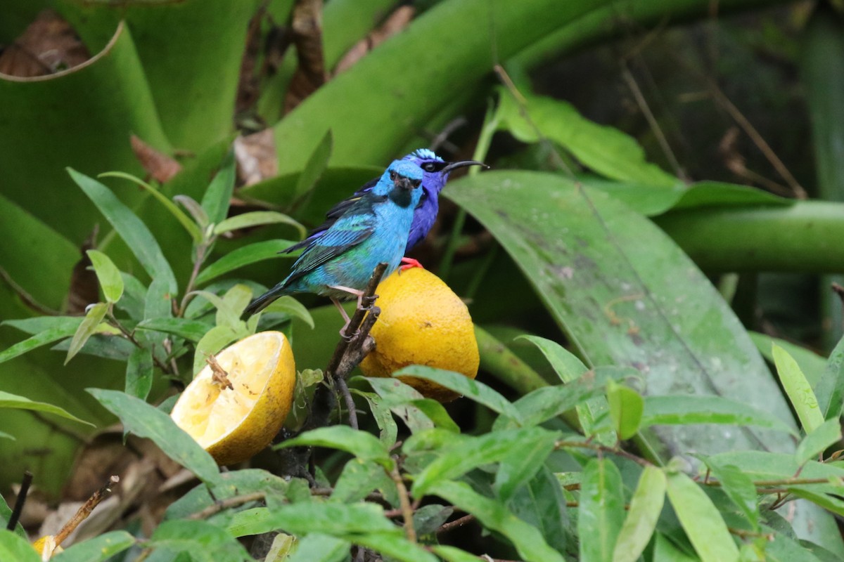 ヒワミツドリ - ML650582503