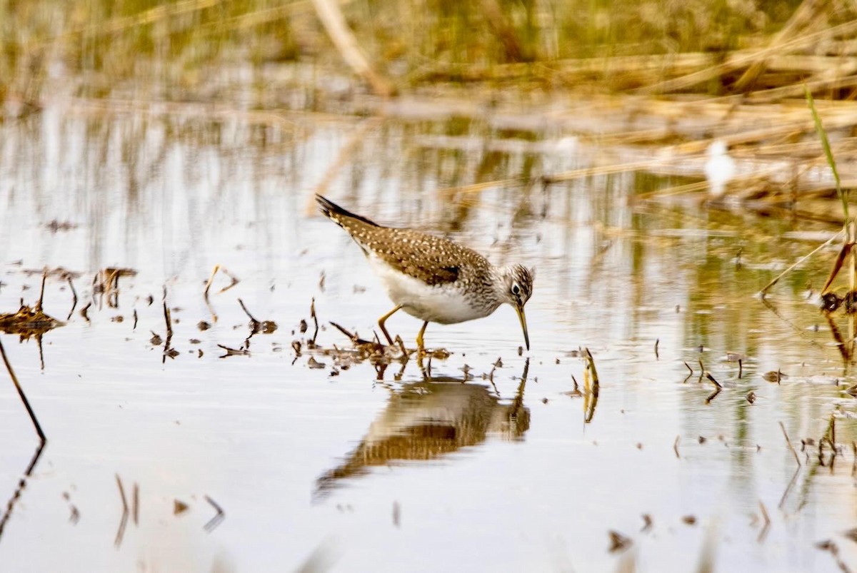 Einsiedelwasserläufer - ML650582870