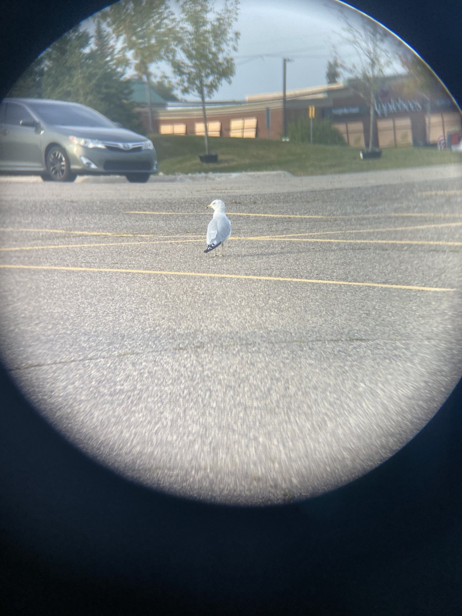 שחף עקוד-מקור - ML650582888