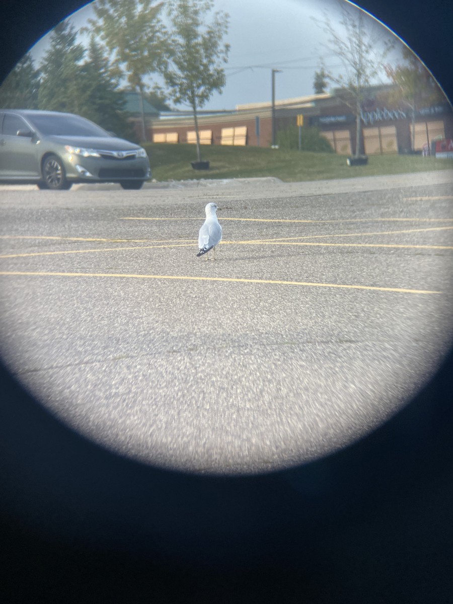 שחף עקוד-מקור - ML650582889