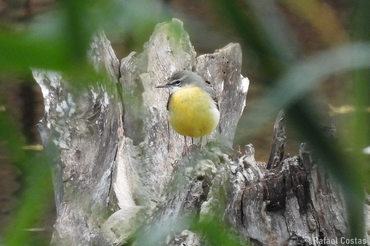 灰鶺鴒 - ML650583143