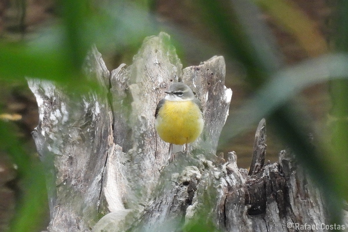 灰鶺鴒 - ML650583144