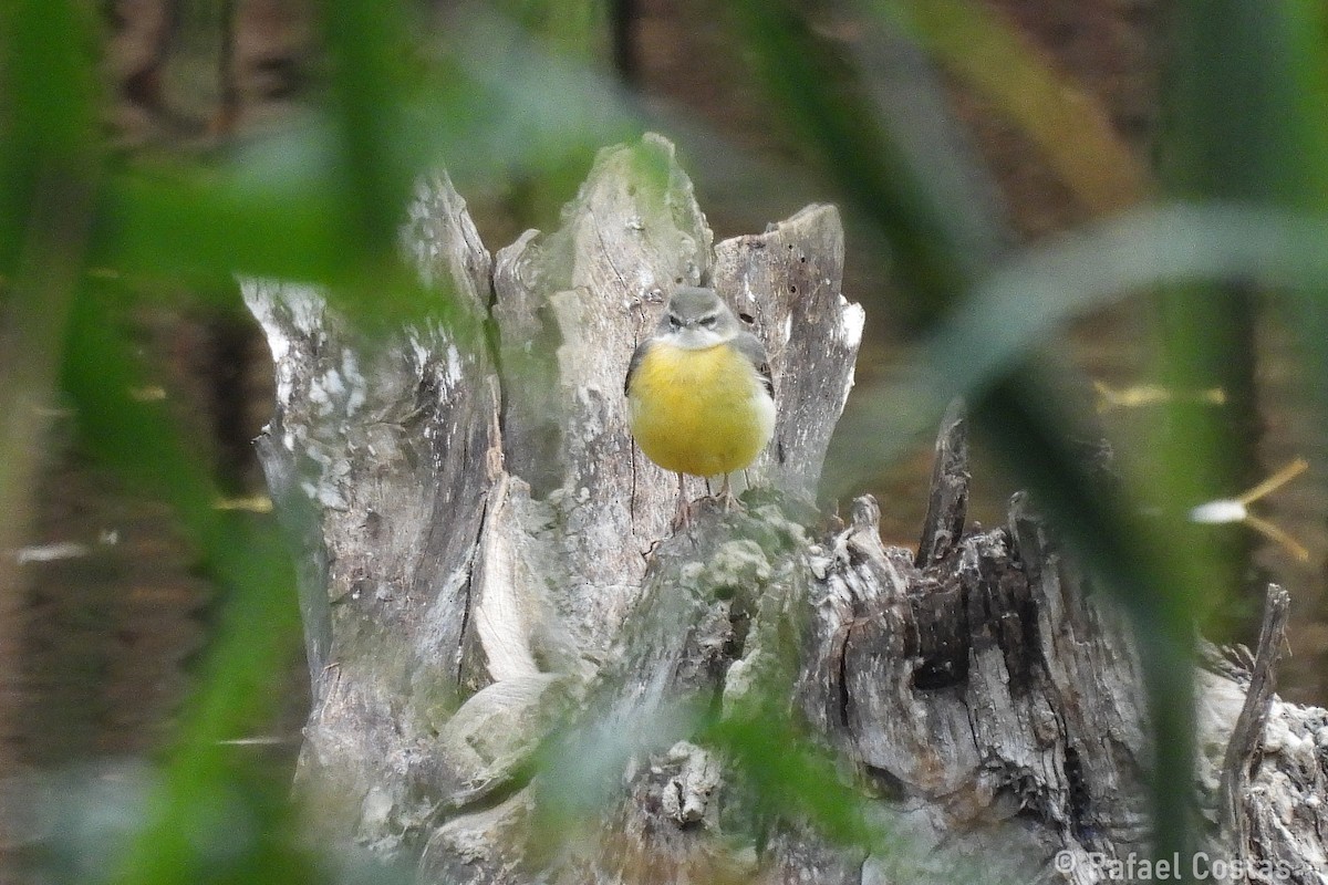 灰鶺鴒 - ML650583145