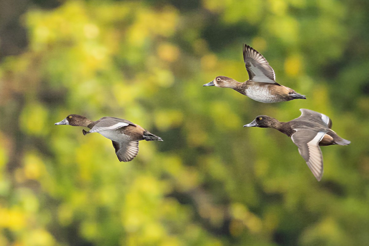 Ring-necked Duck - ML650583154
