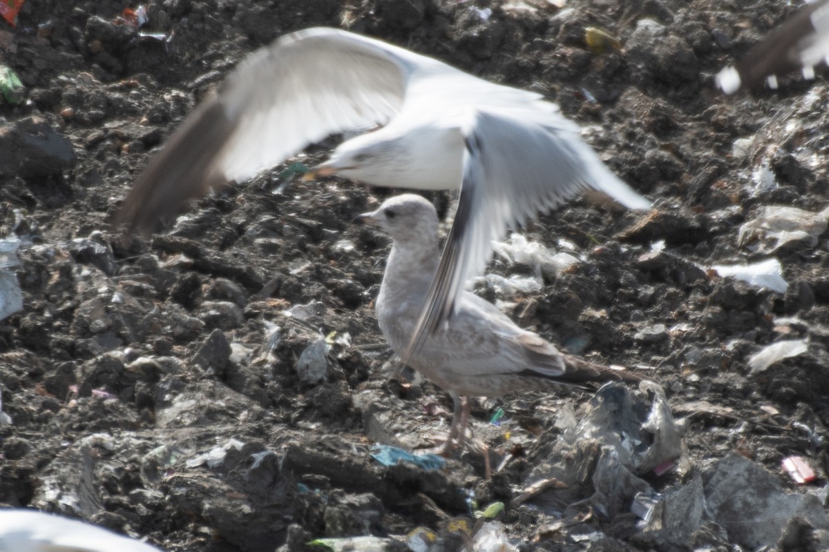Short-billed Gull - ML650583457