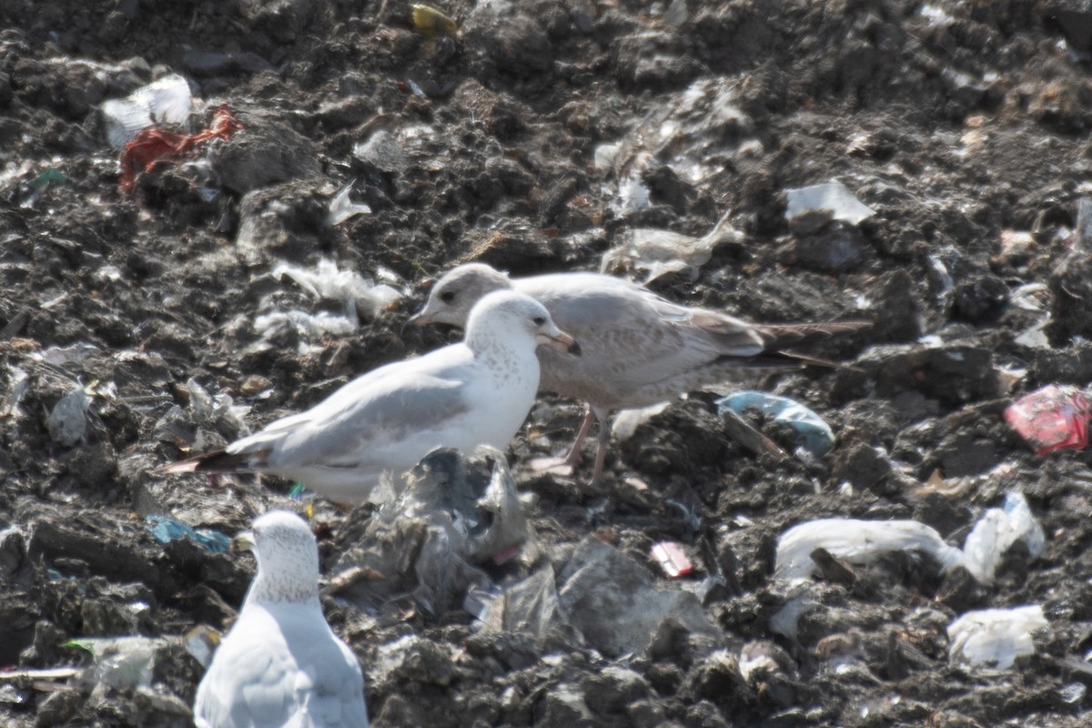Short-billed Gull - ML650583458
