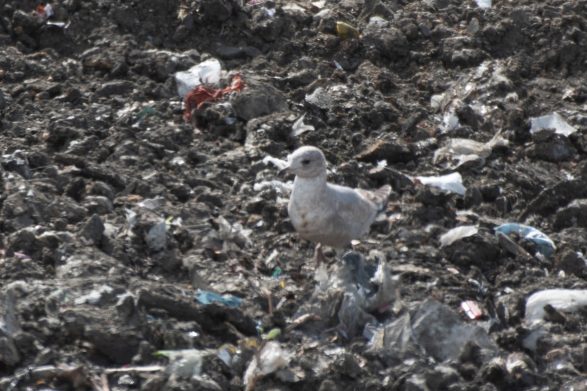 Short-billed Gull - ML650583459