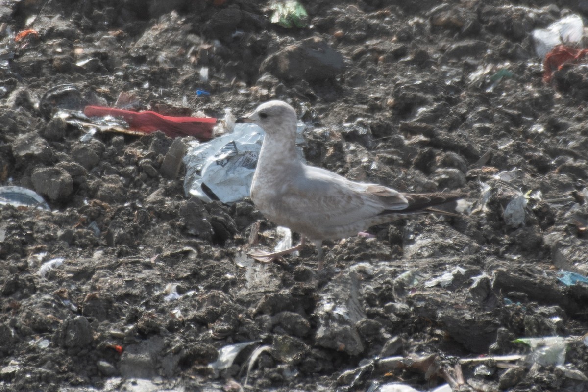 Short-billed Gull - ML650583460