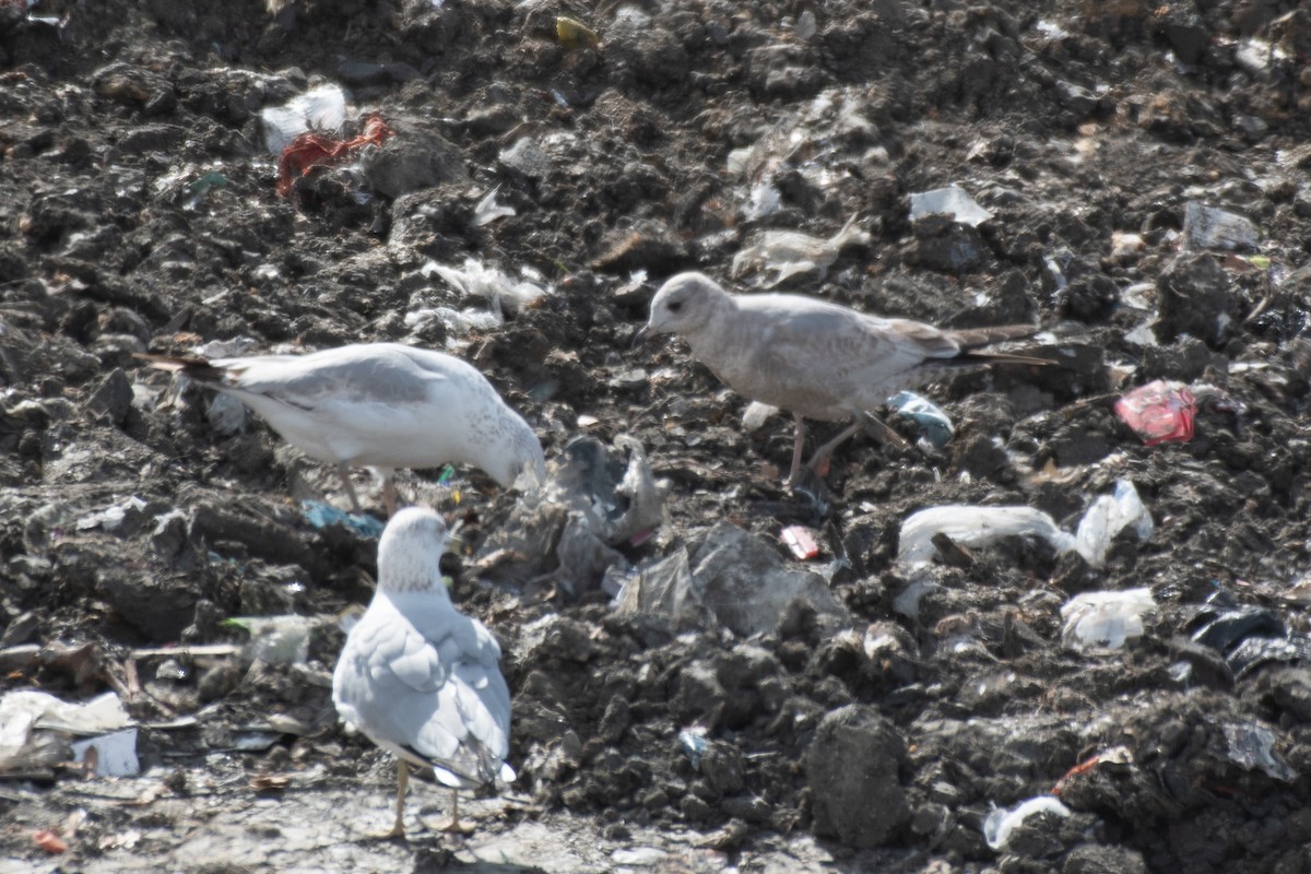 Short-billed Gull - ML650583461