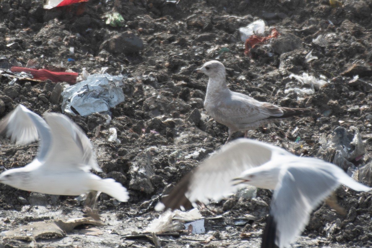 Short-billed Gull - ML650583462
