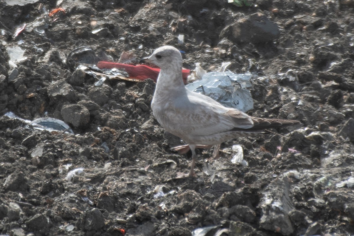 Short-billed Gull - ML650583463