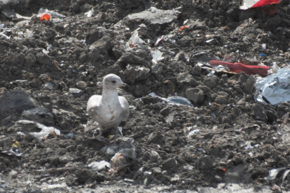Short-billed Gull - ML650583464
