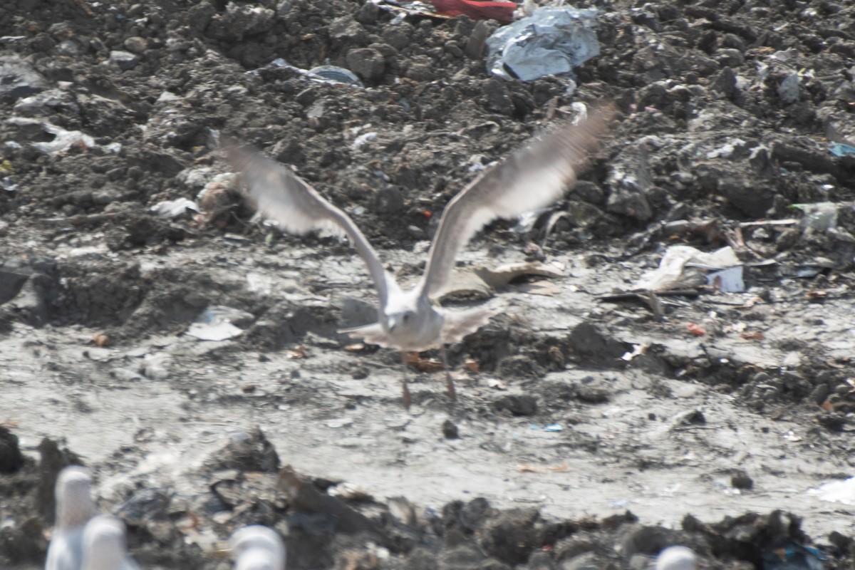 Short-billed Gull - ML650583465